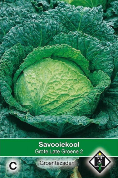 Savoy Vertus 2 (Brassica) 600 seeds HE